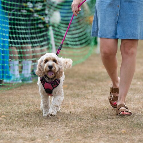 Dog Show